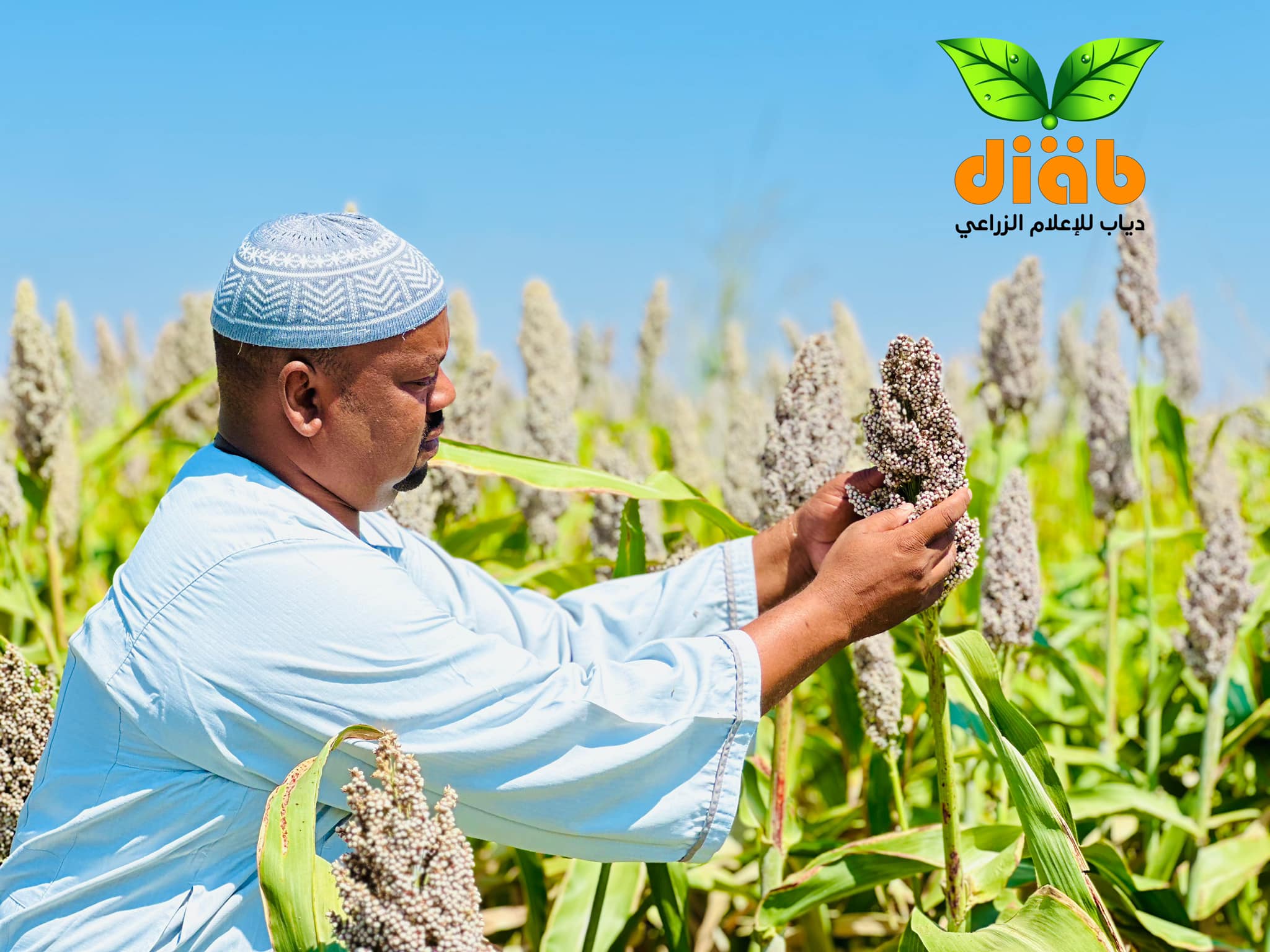 ارتفاع تكاليف الإنتاج في مشروع حلفا الجديدة الزراعي بنسبة 80 عن الموسم السابق