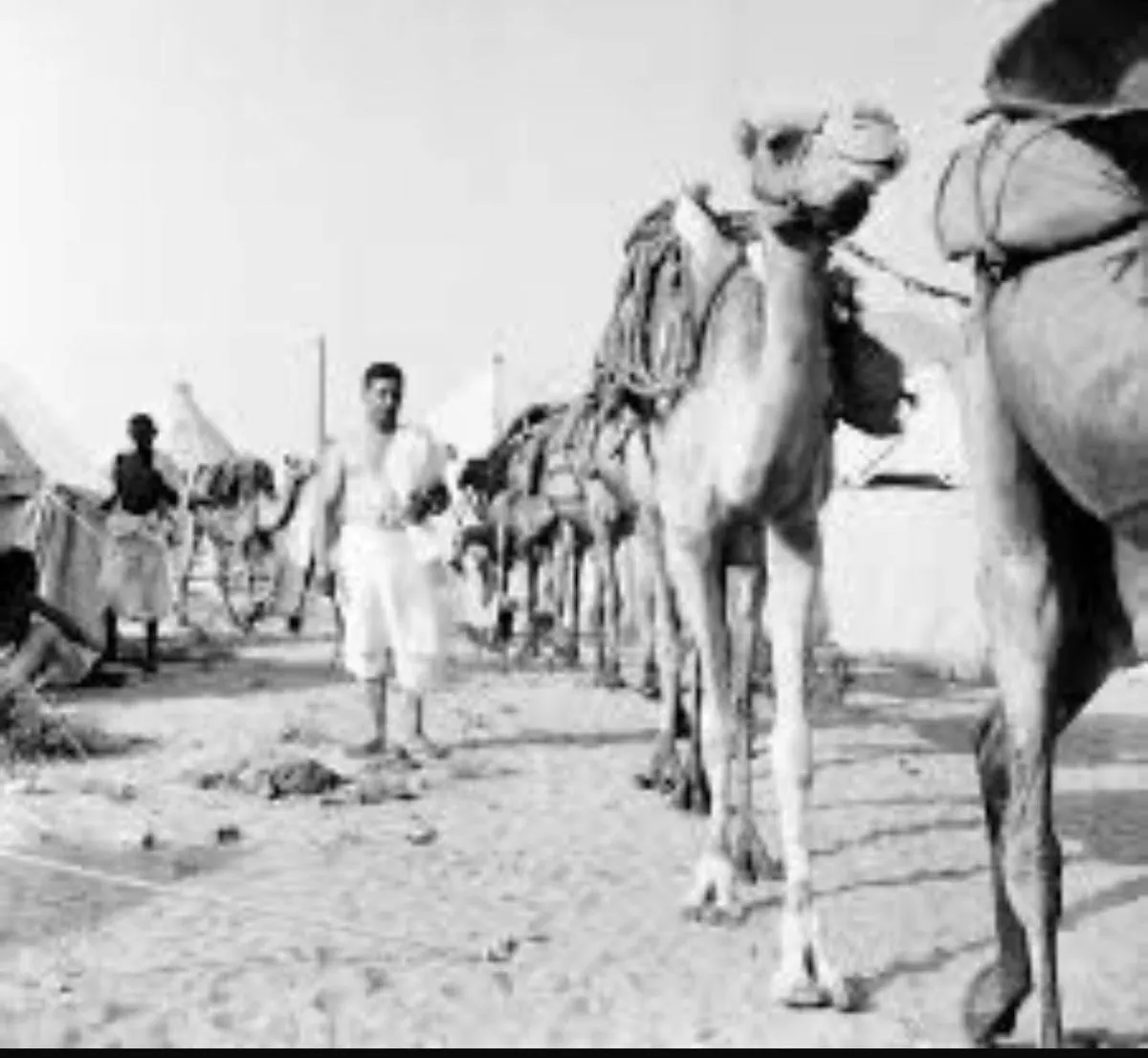 الحجاج المشاة في الدولة السعودية تاريخ من الرعاية والتنظيم