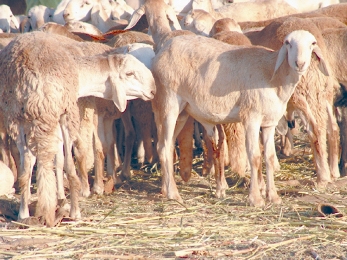 في سابقة تعد الأولى من نوعها.. دولة عربية تلغي شعيرة ذبح الأضاحي هذا العام لهذا السبب . وتحذيرات للسودانيين المقيمين فيها020 في سابقة تعد الأولى من نوعها.. دولة عربية تلغي شعيرة ذبح الأضاحي هذا العام لهذا السبب . وتحذيرات للسودانيين المقيمين فيها